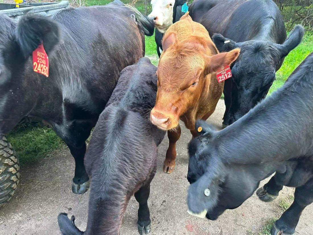 Angus Squared: Building the Bitcoin Ranch Herd Through Genetics