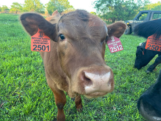 More Than a Number: The Meaning Behind Our Ear Tag