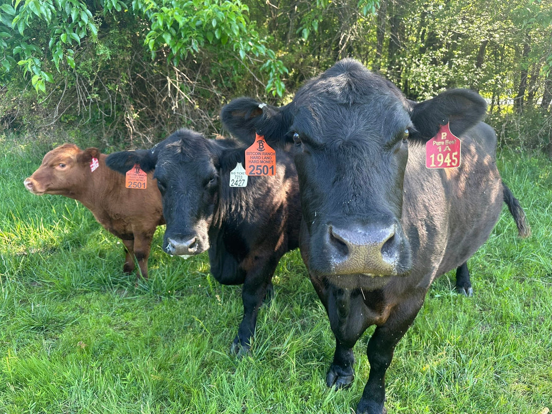 Moooooorning Y’all.