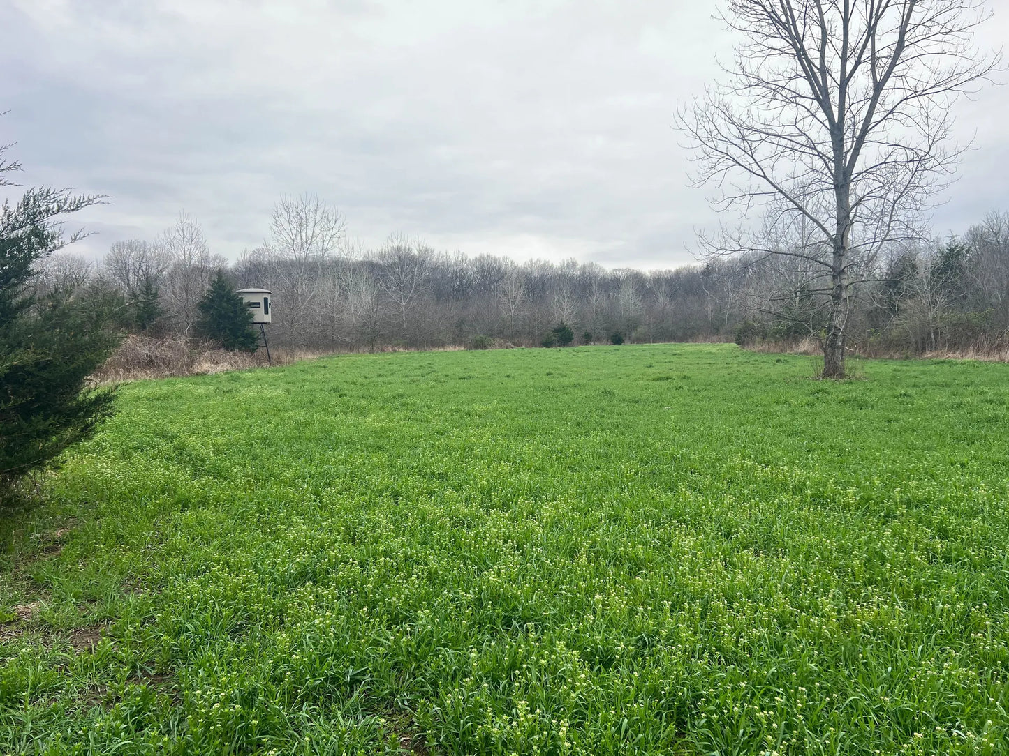 45± Acres in Schuyler County, Illinois | Premier Hunting Property with Food Plots & Timber
