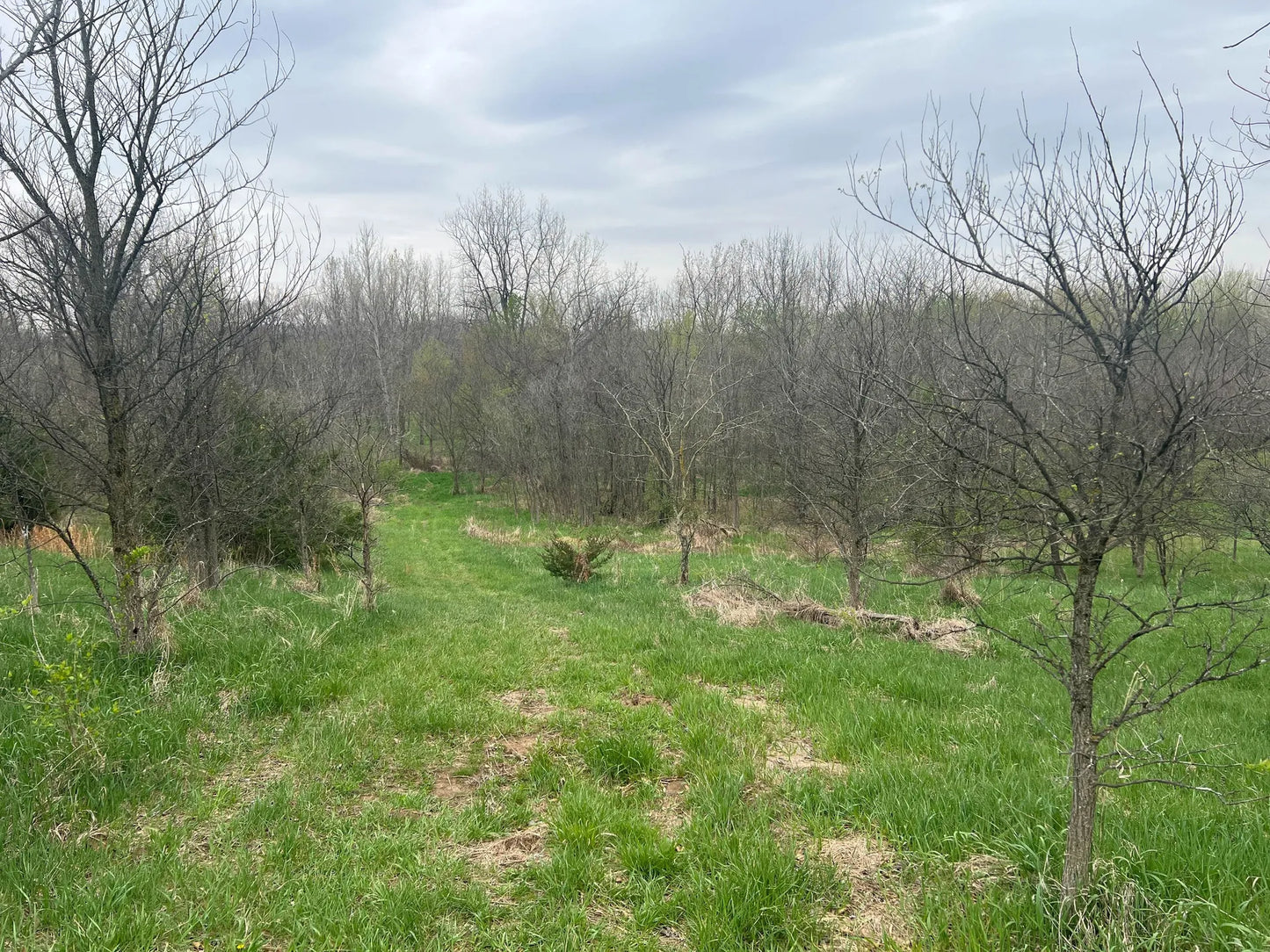 45± Acres in Schuyler County, Illinois | Premier Hunting Property with Food Plots & Timber