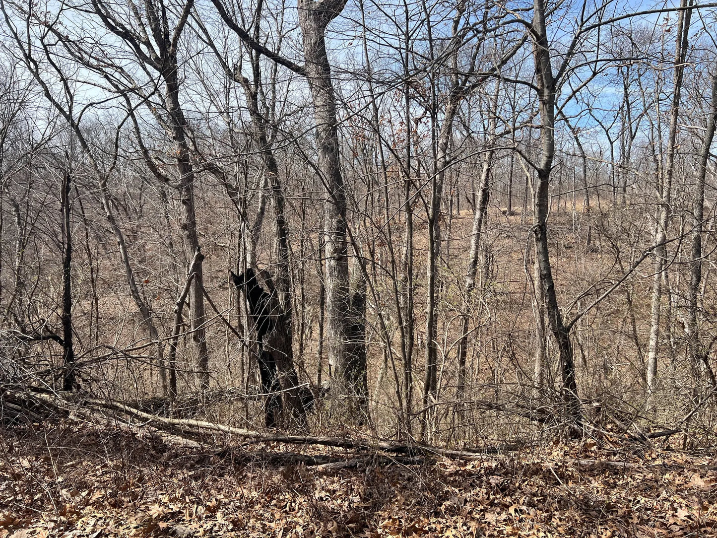 80± Acres Hunting Land with Income & Timber | Fulton County, Illinois