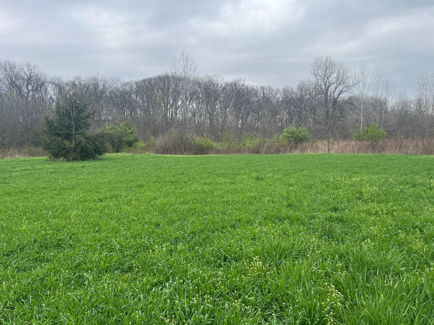 45± Acres in Schuyler County, Illinois | Premier Hunting Property with Food Plots & Timber