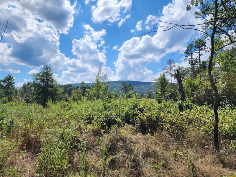 Kiamichi Mountain Homestead Property
